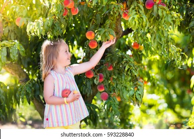 Little Girl Picking And Eating Fresh Ripe Peach From Tree On Organic Pick Own Fruit Farm. Kids Pick And Eat Tree Ripen Peaches In Summer Orchard. Child Playing In Peach Garden. Healthy Food For Kid.