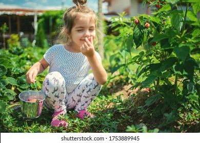 Little Girl Picking Raspberries On A Farm Field. Kid Enjoying The Taste Of Organic Fruits.