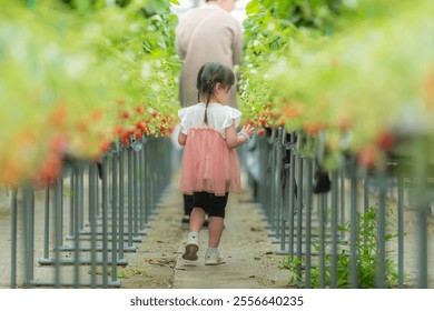 A little girl picking strawberries - Powered by Shutterstock