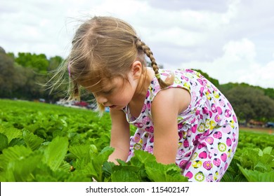 Little girl picking strawberries on a field
