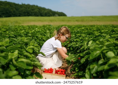 Little girl picking strawberries on a strawberry farm. Happy child with eyeglasses and ripe berries on pick a berry field. - Powered by Shutterstock