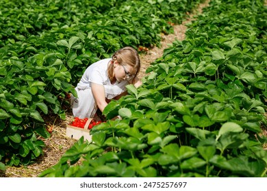 Little girl picking strawberries on a strawberry farm. Happy child with eyeglasses and ripe berries on pick a berry field. - Powered by Shutterstock