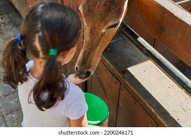 Little Girl With Pig Tails Feeding A Ruminant Ungulate (some Form Of Antelope)..