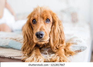 Little Girl Playing With Dog, Like A Ghost. Child Cover Cocker Spaniel With Blanket At Bed. Halloween Lifestyle Photo