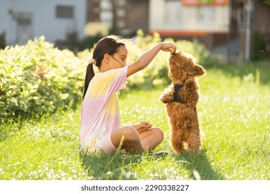 a little girl playing with her maltipoo dog a maltese-poodle breed - Powered by Shutterstock