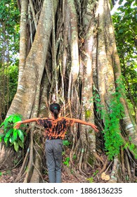 A Little Girl Playing Near The Big Banyan Tree