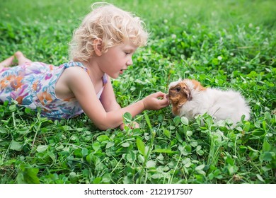 little girl plays with a guinea pig in the summer on a clover field. Healthy food for animals, rodents. Pet walks in nature.