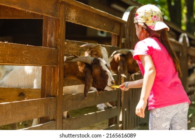 Little Girl Prepares Animals In The Contact Zoo. Feeding Barnyard Animals