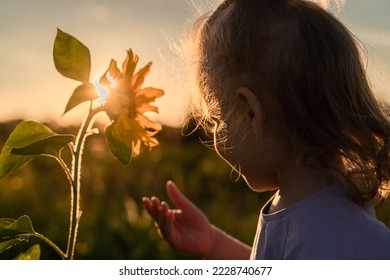 a little girl in the rays of the sun looks at sunflower flowers at sunset in the backlight in the month of August on the background of the field	