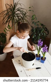 Little Girl Replanting Bright Spring Blooming Flowers In A Flowerpot At Home In A Room With House Plants 