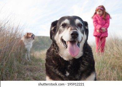 little girl in shocking pink winter clothing walking her dogs 