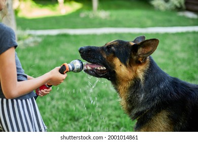 Little girl spraying some water from hose for her dog German Shepherd on a hot summer day at backyard home, playful,  dog tries to catch water from garden hose.