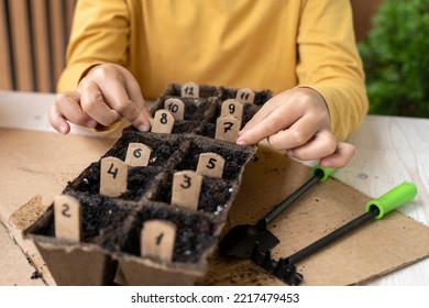 Little Girl Spring Planting Seeds. Child Arranges The Numbers In Order To Mark The Planted Seedlings. Home Gardening With Kids On The Balcony. Montessori Method. Homeschooling, Botany