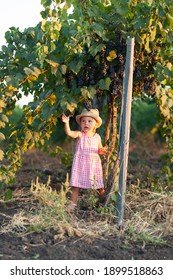 A Little Girl In A Straw Hat Walks In The Vineyard Plucking And Eating Blue Grapes