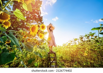 Little girl at sunset among sunflower field. Child stands on ladder between blossoming sunflowers. Happy summer concept. - Shutterstock ID 2126774402