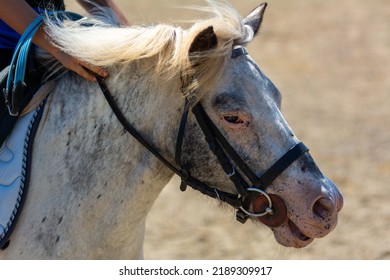 Little girl that rides a white pony during Pony Game competition at the Equestrian School on blurred background