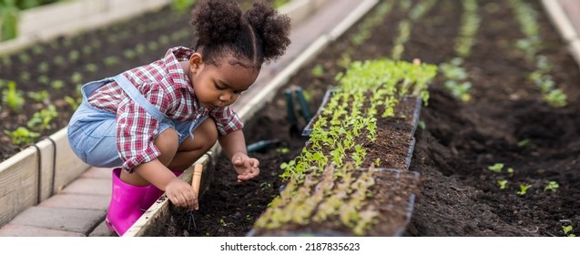 Little girl with vegetable plants farming and gardening concept. Daughter planting vegetable in home garden field use for people family - Powered by Shutterstock