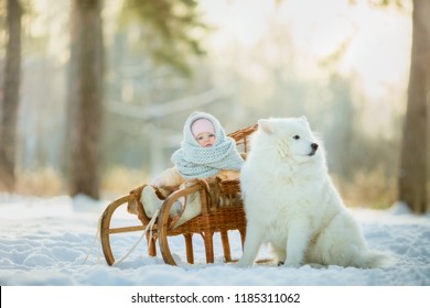 Little Girl In Vintage Sled With Samoyed Dog At Winter Park