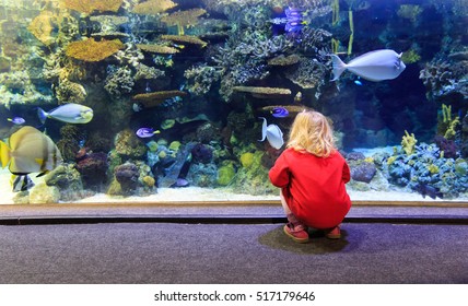 Aquarium Stock Photos, Images & Photography | Shutterstock