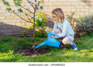 Little Girl Watering Blooming Tree With Watering Pot In The Garden. Kid Helping Her Parents To Take Care Of Plants. Grow Fruits In The Garden. Children Outdoor Activity At Home. Selective Focus