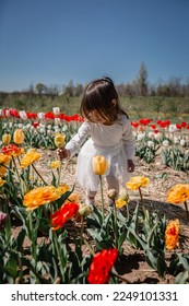 little girl in white dress picking flower in tulip field in the farm - Shutterstock ID 2249101331