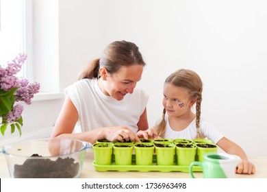 Little Girl In A White T-shirt With Mom Plant Pea Seeds In Green Pots, A Child Cares For Plants, A Home Garden On The Window