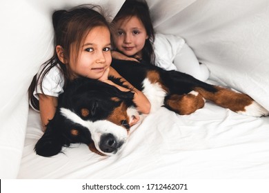 little girls in bed with dog Bernese Mountain Dog, friendship