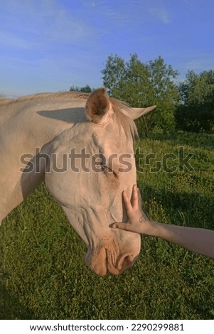 A little girl's hand is stroking a white horse with tenderness