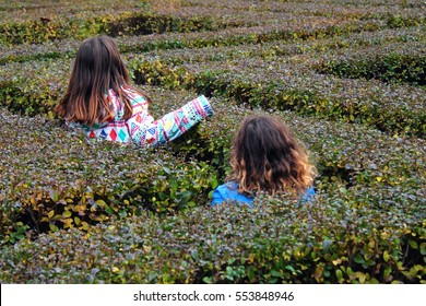 Little Girls Running In A Hedge Maze