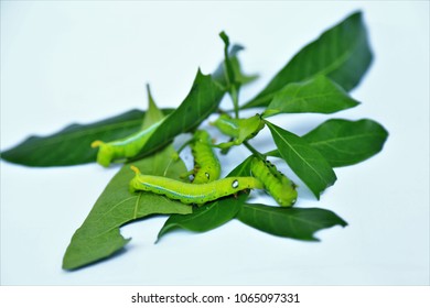 Little glass worm with Cape Jasmine tree on white background