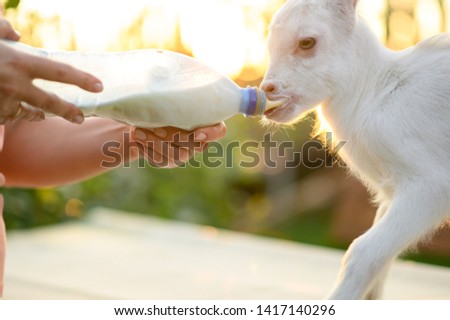 little goat in the hands of a veterinarian to feed in outdoor. animal care. 