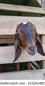 A Little Goat Head. Cute Animal To Be Honest