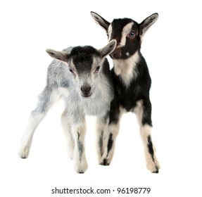 Little Goat Isolated On White Background