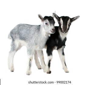 Little Goat Isolated On White Background