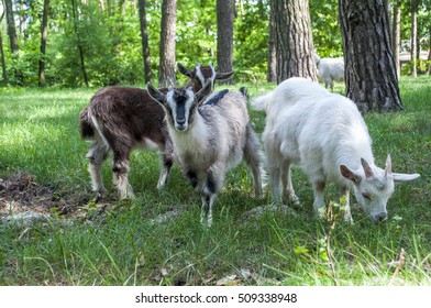 Little Goats Grazing In The Wood