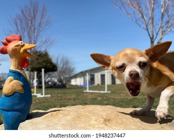 Little Golden Colored Chihuahua Puppy Dog Outside On Spring Day Making Funny Face Playing With Squeaky Toy Chicken At Canine Enrichment 