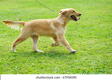 Little Golden Retriever Dog Running