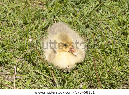 Similar – Image, Stock Photo Baby Muscovy ducklings Cairina moschata