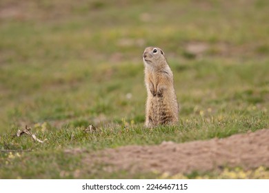 The little gopher looks around anxiously