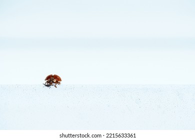 A Little Gorgeous Lady Bird Stay On A Blue Gray Stone Level Border. Concept Biiology