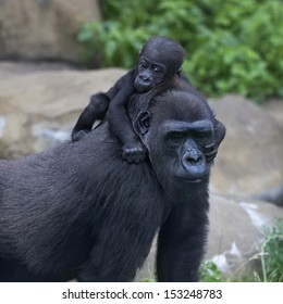 Little Gorilla Baby Is Riding On His Mother. Monkey Family Portrait Of The Great Ape. The Most Powerful And Biggest Primate Of The Wild World.