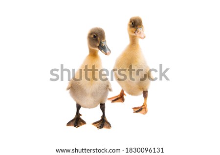 little goslings isolated on white background