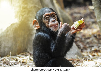 Little gourmet. Adorable baby chimpanzee enjoying his meal and showing thumbs up. The western chimpanzee also known as pan troglodytes verus.