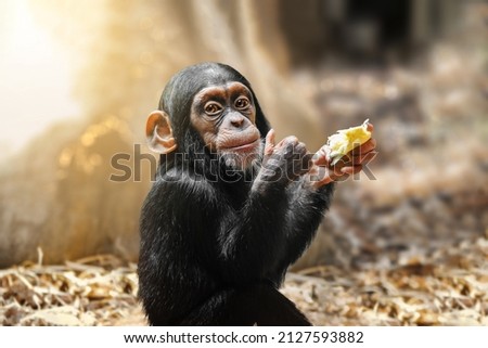 Little gourmet. Adorable baby chimpanzee enjoying his meal and showing thumbs up. The western chimpanzee also known as pan troglodytes verus.