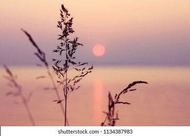 Kleines Gras kommt in der Nähe mit Sonnenuntergang über ruhiges Meer, die Sonne geht über den Horizont.Rosa 