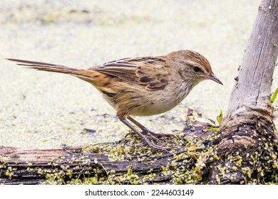 Little Grassbird in Victoria, Australia - Shutterstock ID 2244603149