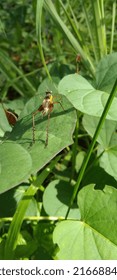 Little Grasshopper Playing On The Leaves