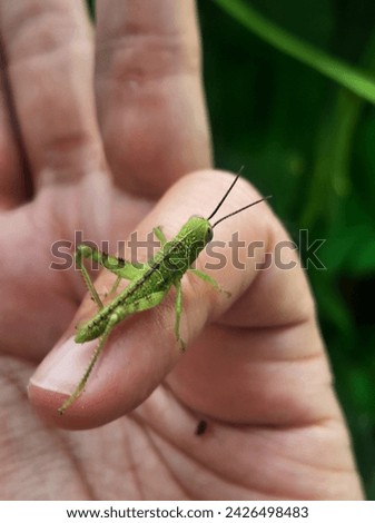 Little grasshopper. A small green grasshopper crawls on the finger of the hand. It looks like it's ready to jump