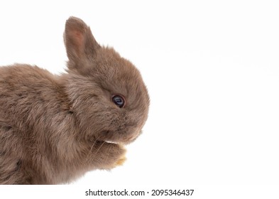 Little Gray Baby Bunny, Rabbit