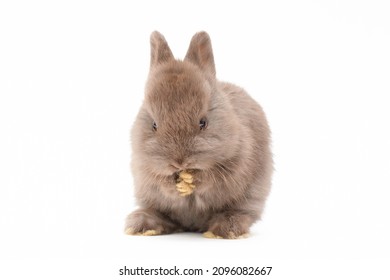 Little Gray Baby Bunny, Rabbit